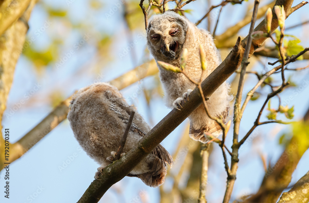 Fototapeta premium The tawny owl (Strix aluco), also called the brown owl, is a stocky, medium-sized owl in the family Strigidae. It is commonly found in woodlands