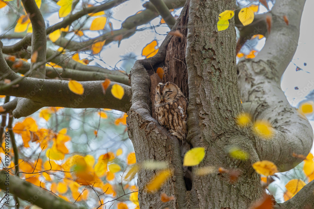 Obraz premium The tawny owl (Strix aluco), also called the brown owl, is a stocky, medium-sized owl in the family Strigidae. It is commonly found in woodlands