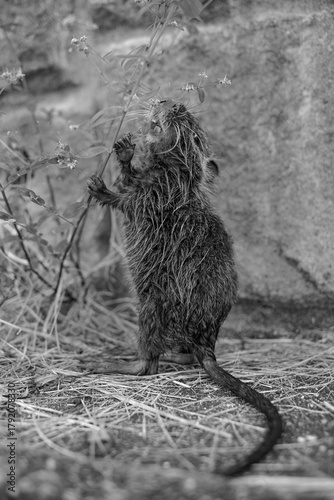 ヌートリア・幼獣