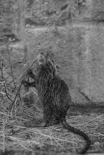 ヌートリア・幼獣