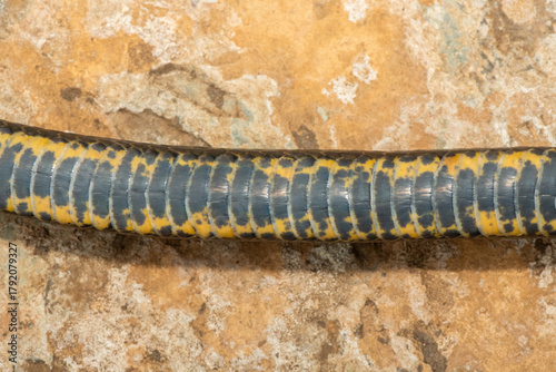 Photos The underside scales of a dusky-bellied water snake (Lycodonomorphus laevissimus)