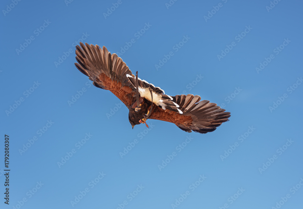 Fototapeta premium Soaring Hawk with Outstretched Wings Against Clear Blue Sky