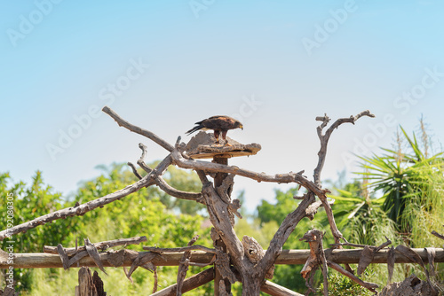 Harris’s Hawk Standing on an Elevated Wooden Perch in Outdoor Wildlife Show