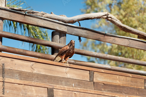Harris’s Hawk Perched on Wooden Fence in Bright Sun