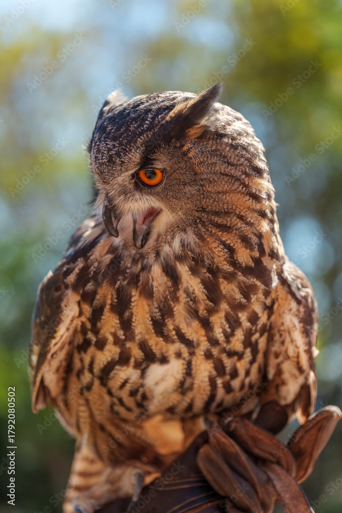 Fototapeta premium Close-Up Portrait of a Falconry Owl Resting on a Gloved Hand During Demonstration