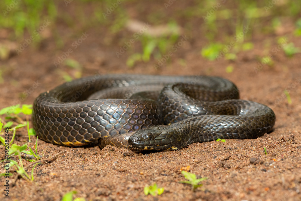 Fototapeta premium A beautiful dusky-bellied water snake (Lycodonomorphus laevissimus) near a small pond – Non-venomous aquatic African reptile