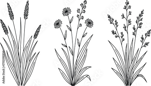 Wild grass bouquets line art, three hand-drawn meadow plant clusters with spikes, blossoms, and seed heads, black outline vector set.