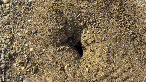 Photography Ant labyrinth entrance, bustling micro-metropolis beneath, Earth Day symbolism,