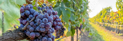 Juicy grape clusters bask in golden sunlight, whispering tales of Bacchanalia Euphoria and rustic Vendemmia celebrations