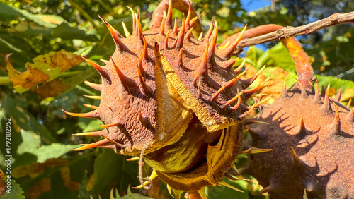 Schilderij op canvas Prickly chestnut husk bursts under autumn sun, echoing harvest traditions and Sa
