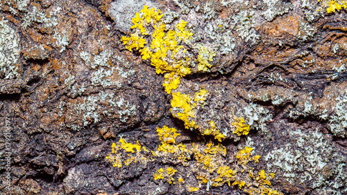 lichen on stone