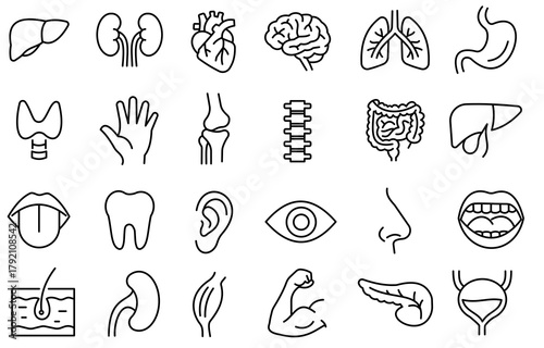 set of body organs, doodle icons