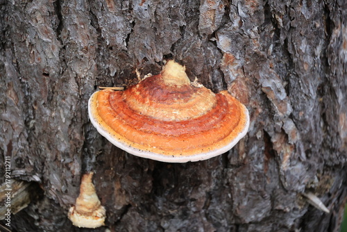 Tree fungus in close-up South Tyrol, Italy 