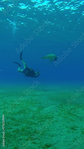 Wallpaper Mural Vertical footage, Scuba diver swims and filming Sea turtle floating on turquoise water column, Wide-angle shot, Slow motion of Green Sea Turtle, Chelonia mydas swims in blue deep water Torontodigital.ca