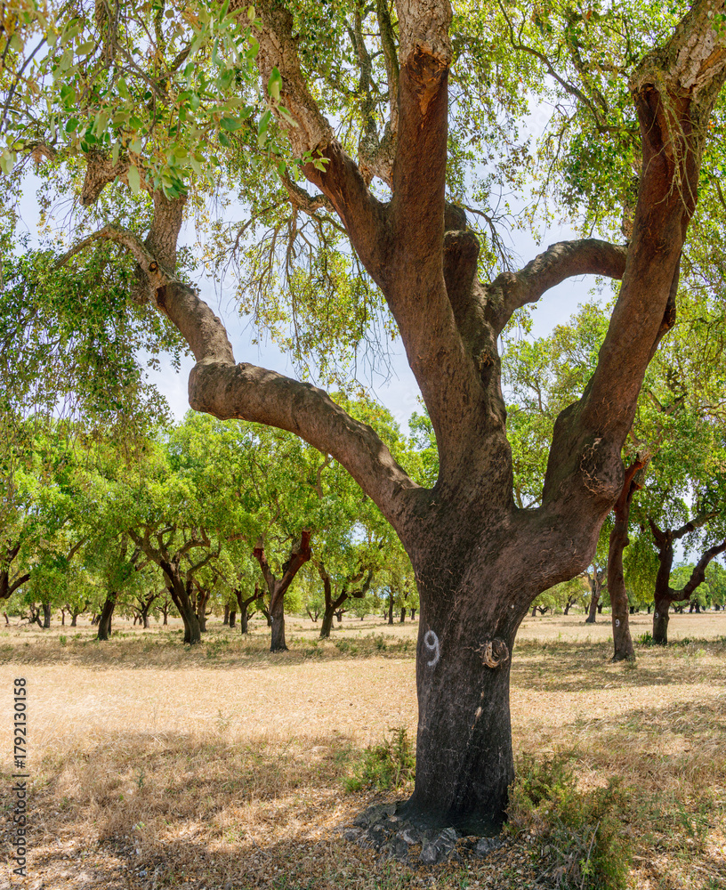 Obraz premium Cork oak farm. Oak trunk with renewable bark suitable for stripping in the nearest years.