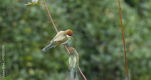 Wildlife - Birds. European Bee-eaters, who like warm climates, establish colonies by making small holes in sand and clay soil walls. They feed on all kinds of flying insects, especially bees.