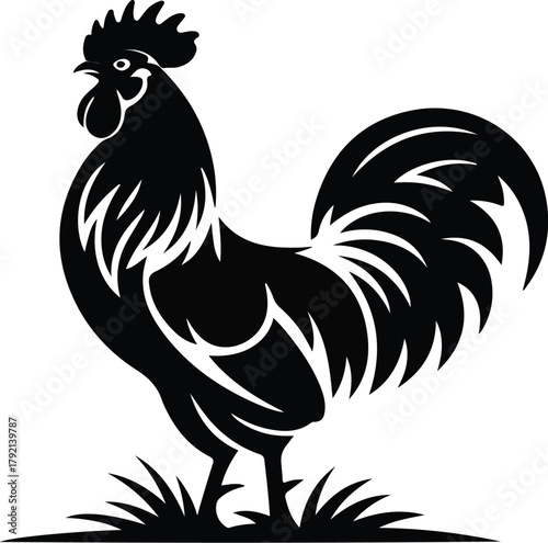 Colorful rooster vector illustration isolated on white background