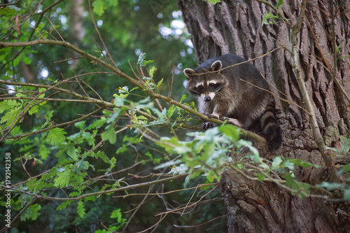 Waschbär sitzt auf Baum im Wald – Wildtier in natürlicher Umgebung