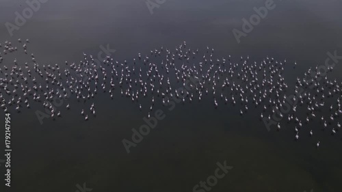 Wildlife - Birds. Flamingos live in large groups in lakes, salt lakes, or lagoons with stagnant waters. They usually feed on arthropods such as crabs, shrimps, and algae.