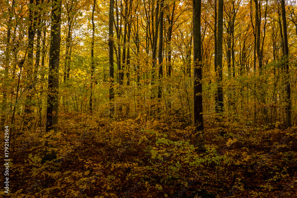 Fototapeta premium Sceniv view of a beech wood landscape in autumn.