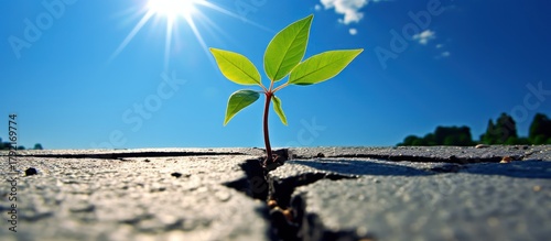 a small plant sprouting through cracked earth, blue sky with bright sun, lush green leaves, wide angle landscape, cinematic, detailed, hyper-realistic, 4K
