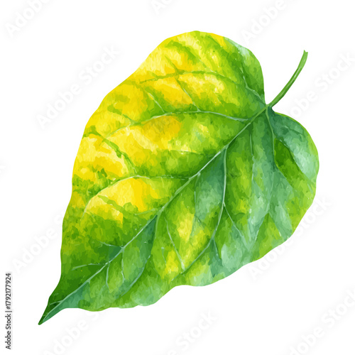 Bael Leaf watercolor vector illustration, high-quality artwork isolated on a pure white background.