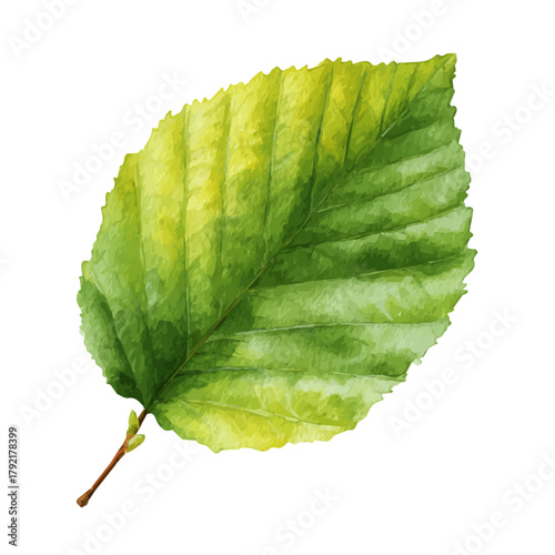 Watercolor Beech Leaf vector, artistic painting style, high-resolution illustration on a pure white background.