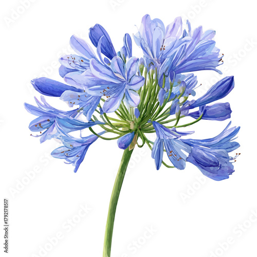 Agapanthus watercolor vector illustration, high-quality artwork isolated on a pure white background.