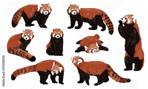 Red panda Ailurus fulgens set. Lesser panda. Realistic vector animal from the eastern Himalayas and southwestern China.