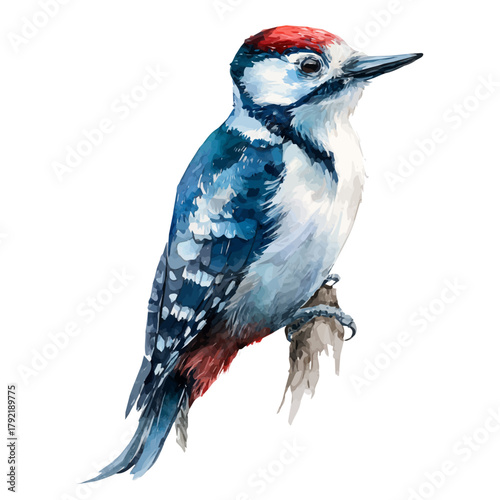Watercolor Woodpecker vector, artistic painting style, high-resolution illustration on a pure white background.