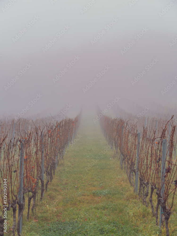 Obraz premium autumn vineyards in the mist