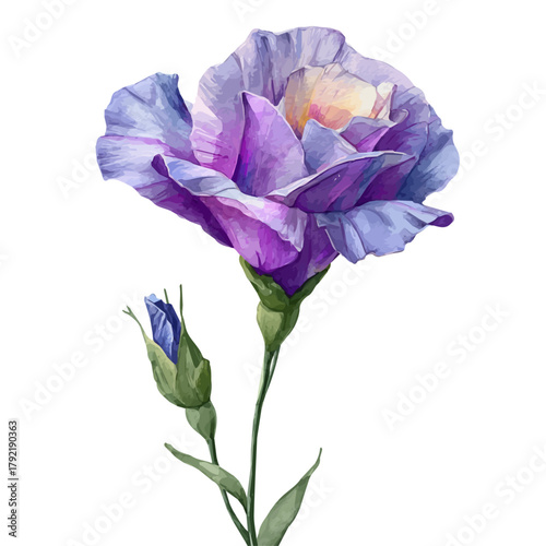 Lisianthus watercolor vector illustration, high-quality artwork isolated on a pure white background.