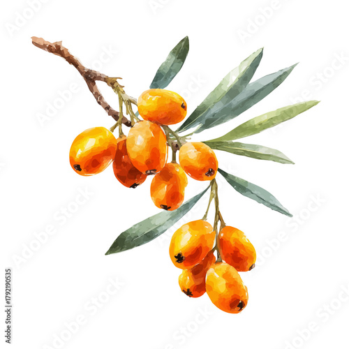 Stylized watercolor Sea Buckthorn vector, modern artistic illustration with high-quality details on a pure white background.