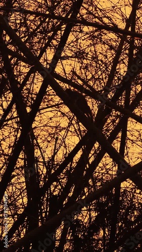 Silhouetted monkeys in bamboo sunset, Silhouette monkeys resting on bamboo against sunset sky scene.Vertical video