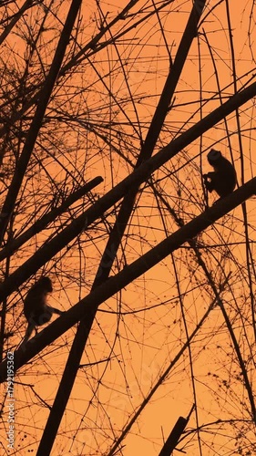 Silhouetted monkeys in bamboo sunset, Silhouette monkeys resting on bamboo against sunset sky scene.Vertical video