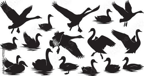 Collection of Black Silhouette Goose and Swan Poses on White Background