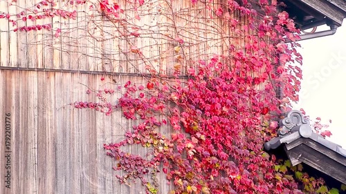 Red ivy climbing on rustic wooden house wall