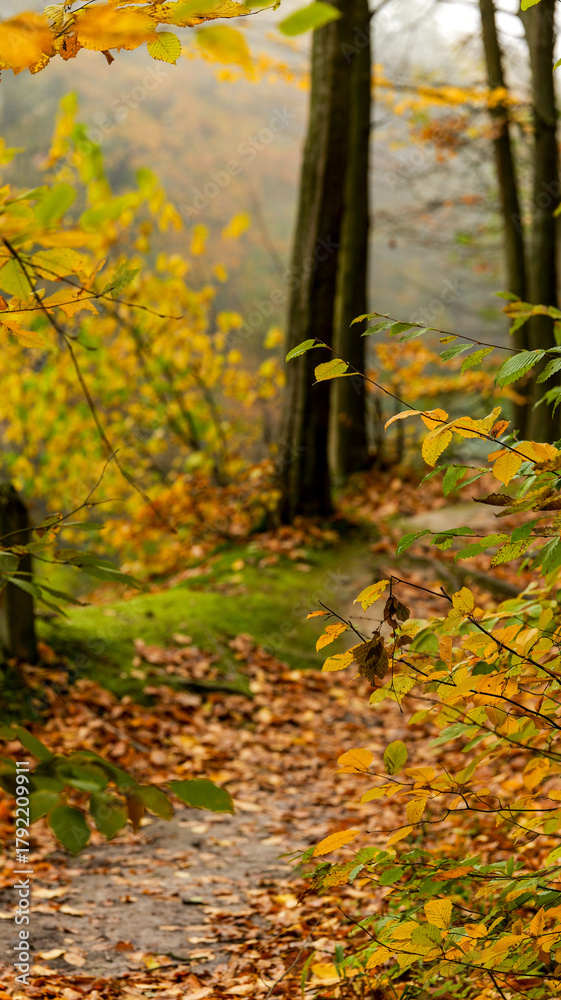 Fototapeta premium Autumn forest path with colorful foliage and trees in soft focus