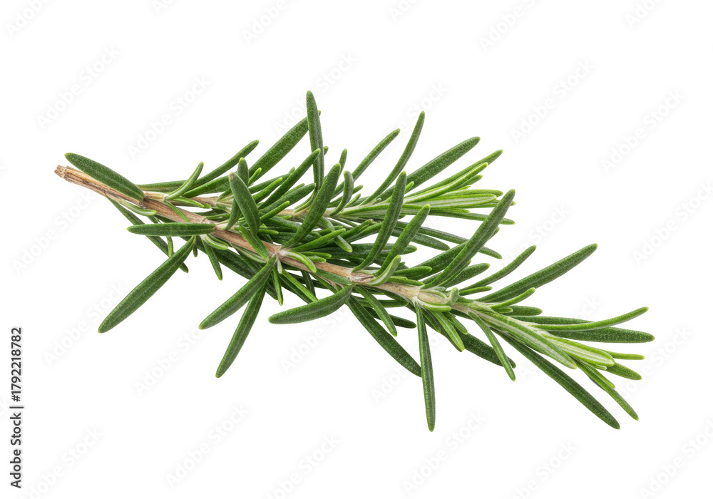Fototapeta premium Isolated sprig of fresh green rosemary on light background for cooking and flavoring food