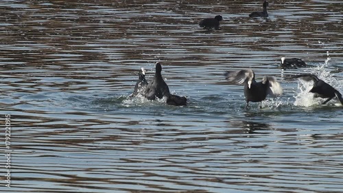 Slow motion footage of coots fighting during mating season.