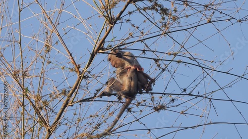 Monkey on branch, Monkey with baby on tree, Monkey perched with infant near cables under sky