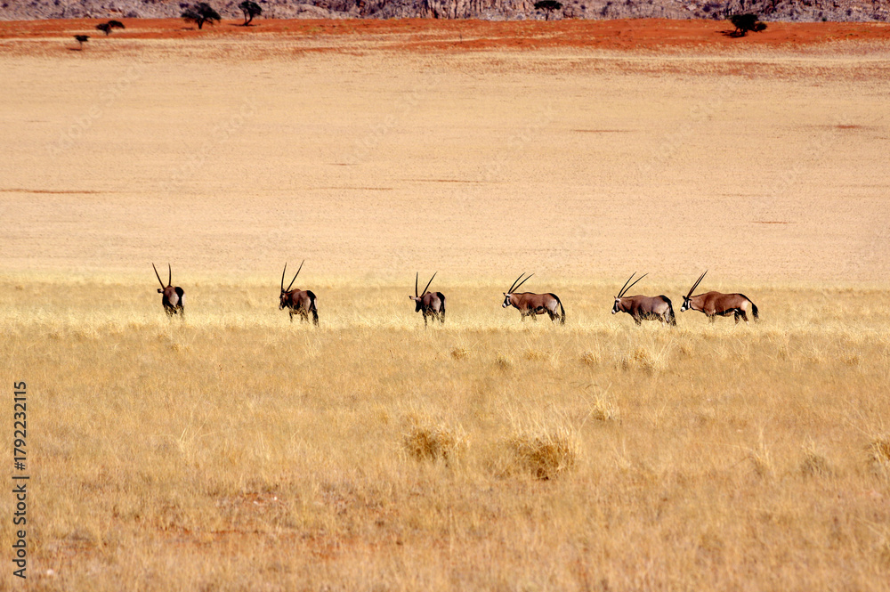 Naklejka premium oryx en namibie