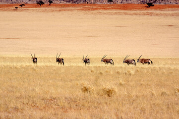 Wandcirkels Antilope Oryx in Namibische woestijn  © Gwenaelle.R