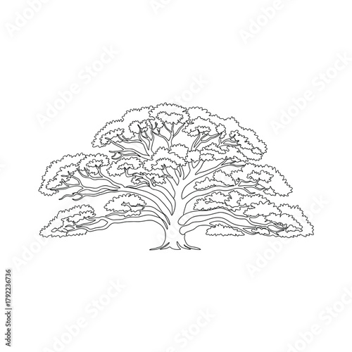 Detailed ink drawing of a large sprawling tree with a full canopy against a white background
