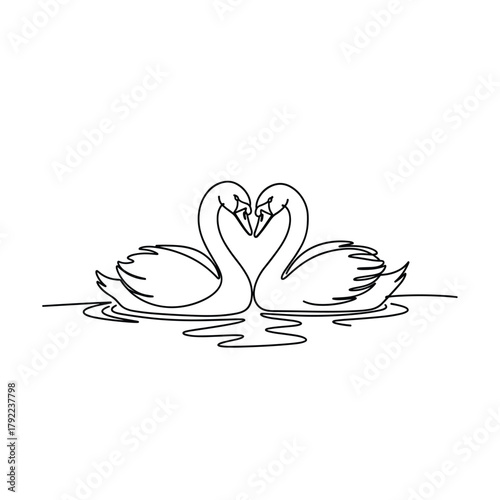Elegant swan couple forms heart shape with necks on water