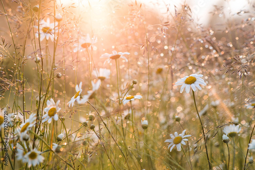 Photos A field of daisies, illuminated by the setting sun, with a beautiful bokeh effect from the dewdrops