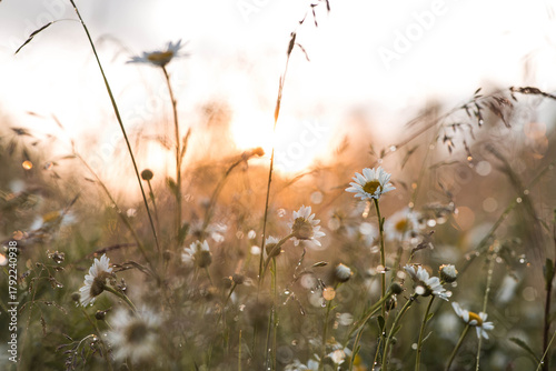 Photos A field of daisies, illuminated by the setting sun, with a beautiful bokeh effect from the dewdrops