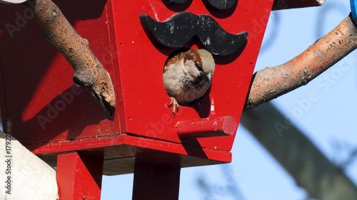 Wildlife - Birds. The European Goldfinch is one of the best songbirds. steppes, forest clearings, heathlands are their habitats. They feed on plant seeds, fruits, small insect larvae, green plants.