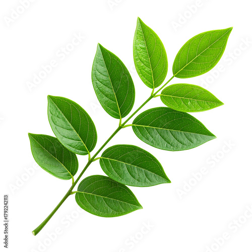 Vibrant Leafy Branch: A close-up shot of a vibrant green branch, showcasing the intricate details of nature's design. The verdant leaves radiate freshness and vitality.