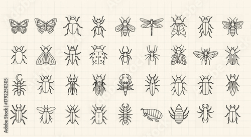 Variety of Insect and Bug Vector Illustration with Butterflies, Beetles, Spiders, and More for Biology, Nature, and Educational Designs